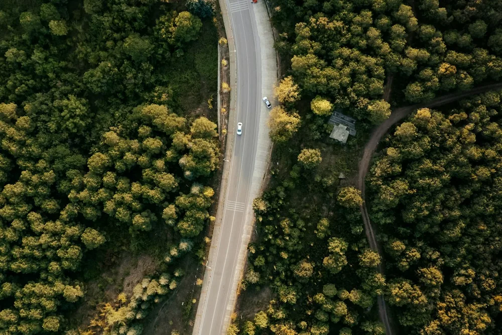 A winding road through green forest